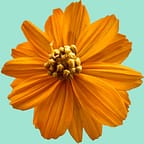 простукивание на деньги